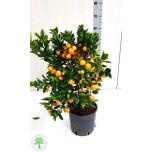 Citrus Fortunella margarita 22cm