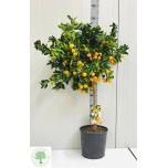 Citrus Fortunella margarita 26cm