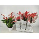 Anthurium andr other 17cm