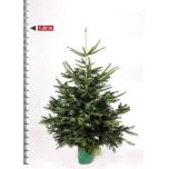 Abies Nulg 24cm