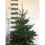 Abies Nulg 27cm