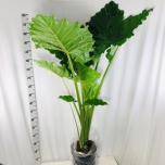 Alocasia Alokaasia portodora 32cm