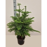 Araucaria Araukaaria 24cm