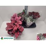 Begonia leaf beleaf mix 17cm