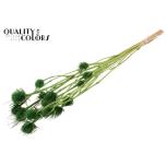 Dried Cardi distel Light Green 5pc/bunch 70cm (pk)