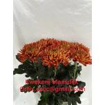 Chrysanthemum Krüsanteem BL Armgard Red*10