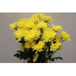 Chrysanthemum Krüsanteem SP Baltica Yellow*5