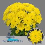 Chrysanthemum Krüsanteem SP Baltica Yellow*5