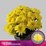 Chrysanthemum Krüsanteem SP Baltica Yellow*5