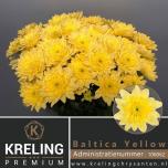 Chrysanthemum Krüsanteem SP Baltica Yellow*5