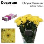 Chrysanthemum Krüsanteem SP Baltica Yellow*5