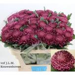 Chrysanthemum Krüsanteem BL Bigoudi Purple*10