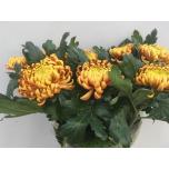 Chrysanthemum Krüsanteem BL Fuego*10