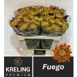 Chrysanthemum Krüsanteem BL Fuego*10