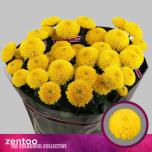 Chrysanthemum Krüsanteem SP Limoncello*5