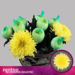 Chrysanthemum Krüsanteem BL Magnum Yellow*10