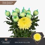 Chrysanthemum Krüsanteem BL Magnum Yellow*10