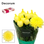 Chrysanthemum Krüsanteem BL Magnum Yellow*10