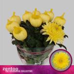 Chrysanthemum Krüsanteem BL Magnum Yellow*10