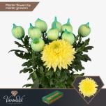 Chrysanthemum Krüsanteem BL Magnum Yellow*10