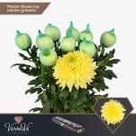 Chrysanthemum Krüsanteem BL Magnum Yellow*10