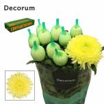 Chrysanthemum Krüsanteem BL Magnum Yellow*10