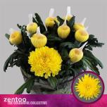 Chrysanthemum Krüsanteem BL Pjotr*10