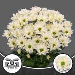 Chrysanthemum Krüsanteem SP Prosecco*5