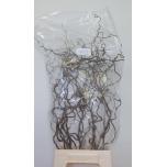 Corylus 70cm tk