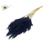 Dried Cortaderia Black 10pc/bunch 60cm (pk)