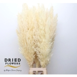 Cortaderia Pamparohi Bleached Silver Star 100cm (tk)*5