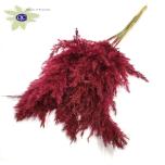 Dried Cortaderia Burgundy 5pc/bunch 100cm (pk)