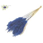 Dried Cortaderia Dark Blue 10pc/bunch 60cm (pk)