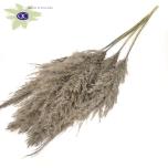 Dried Cortaderia Frosted Grey 5pc/bunch 100cm (pk)