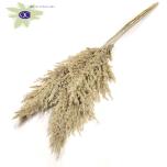 Dried Cortaderia Frosted White 5pc/bunch 100cm (pk)