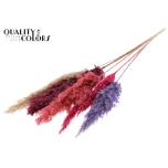 Dried Cortaderia Love Mix 5pc/bunch 100cm (pk)