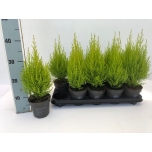 Cupressus Küpress Wilma 12cm