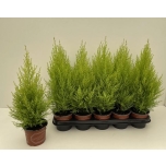 Cupressus Küpress Wilma 12cm