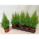 Cupressus Küpress Wilma 12cm