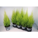 Cupressus Küpress Wilma 14cm