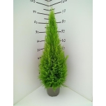 Cupressus Küpress Wilma 20cm