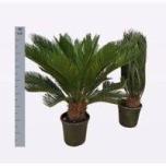 Cycas Palmlehik Revoluta 24/100