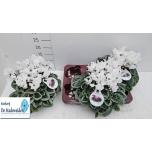 Cyclamen pers small flower super series picasso 10cm