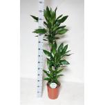 Dracaena frag Draakonipuu 24cm Janet Lind