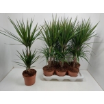 Dracaena Draakonipuu Marginata 17cm