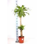 Dracaena Draakonipuu Massangeana 24cm