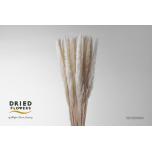 Dried Cortaderia Bleached Fluffy 70cm (pk)