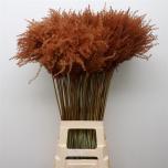 Dried Miscanthus paint Chocolate 5pc/bunch 70cm (pk)