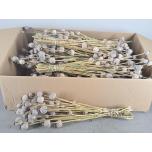 Dried Papaver Natural 60-65cm (pk)