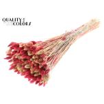 Dried Phalaris Lady Mix 60cm (pk)